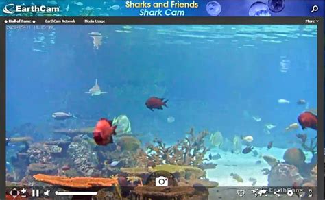 baltimore aquarium live camera